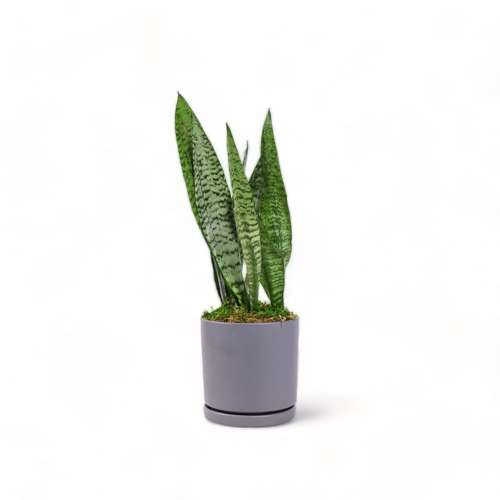 Medium Gemstone Potted Snake Plant - Green Fresh Florals + Plants