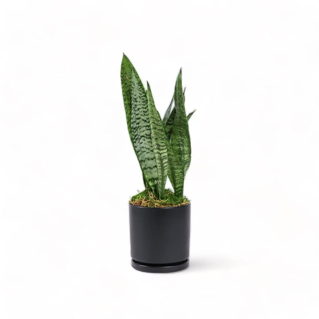 Medium Gemstone Potted Snake Plant - Green Fresh Florals + Plants