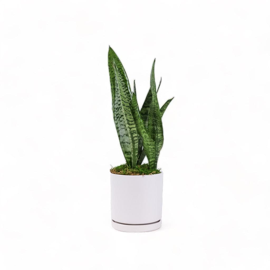 Medium Gemstone Potted Snake Plant - Green Fresh Florals + Plants