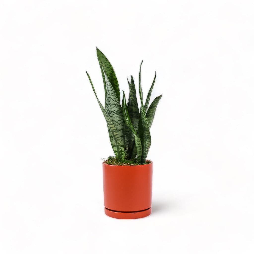 Medium Gemstone Potted Snake Plant - Green Fresh Florals + Plants