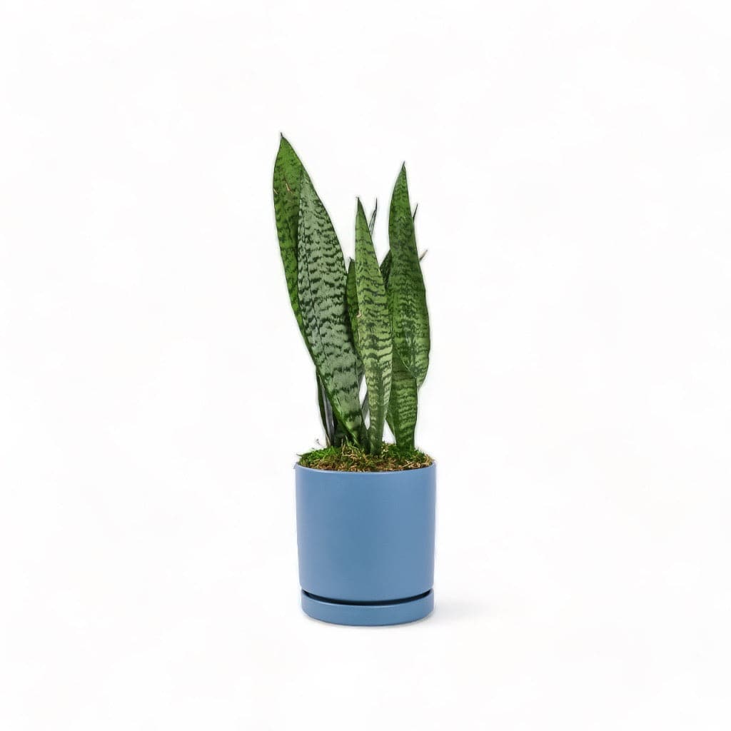 Medium Gemstone Potted Snake Plant - Green Fresh Florals + Plants