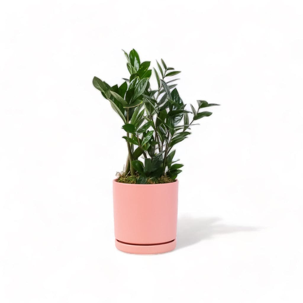 Medium Gemstone Potted ZZ Plant - Green Fresh Florals + Plants