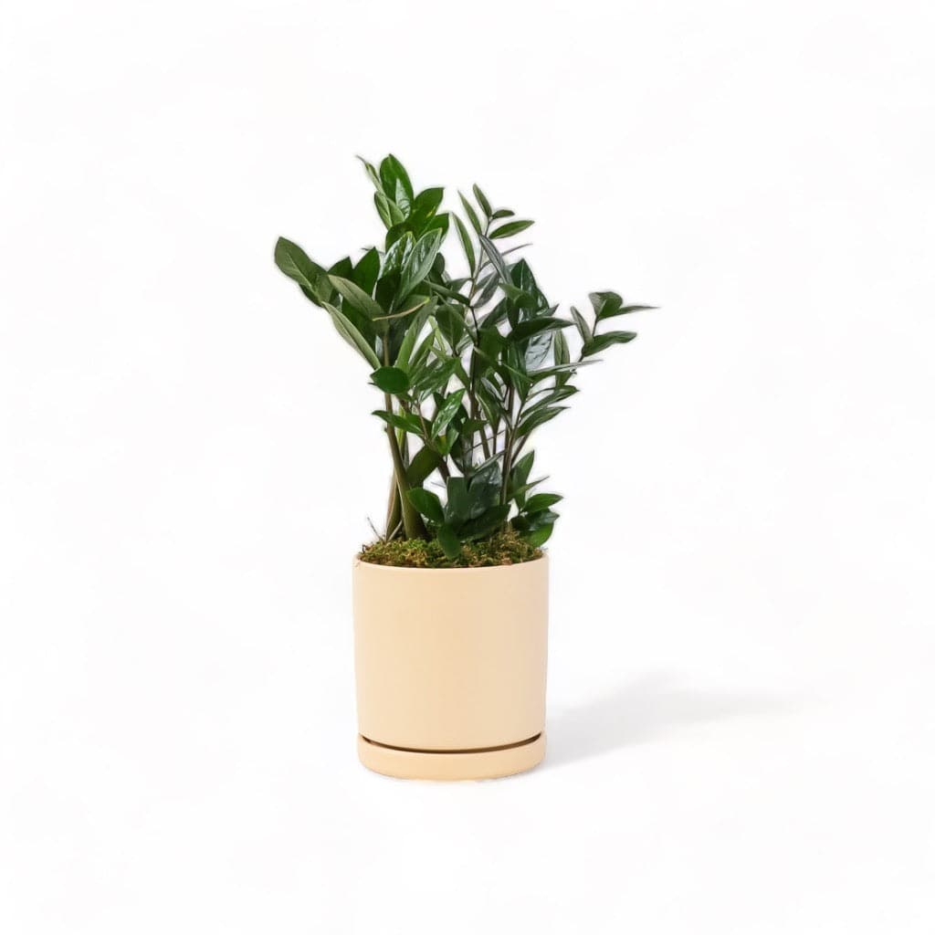 Medium Gemstone Potted ZZ Plant - Green Fresh Florals + Plants