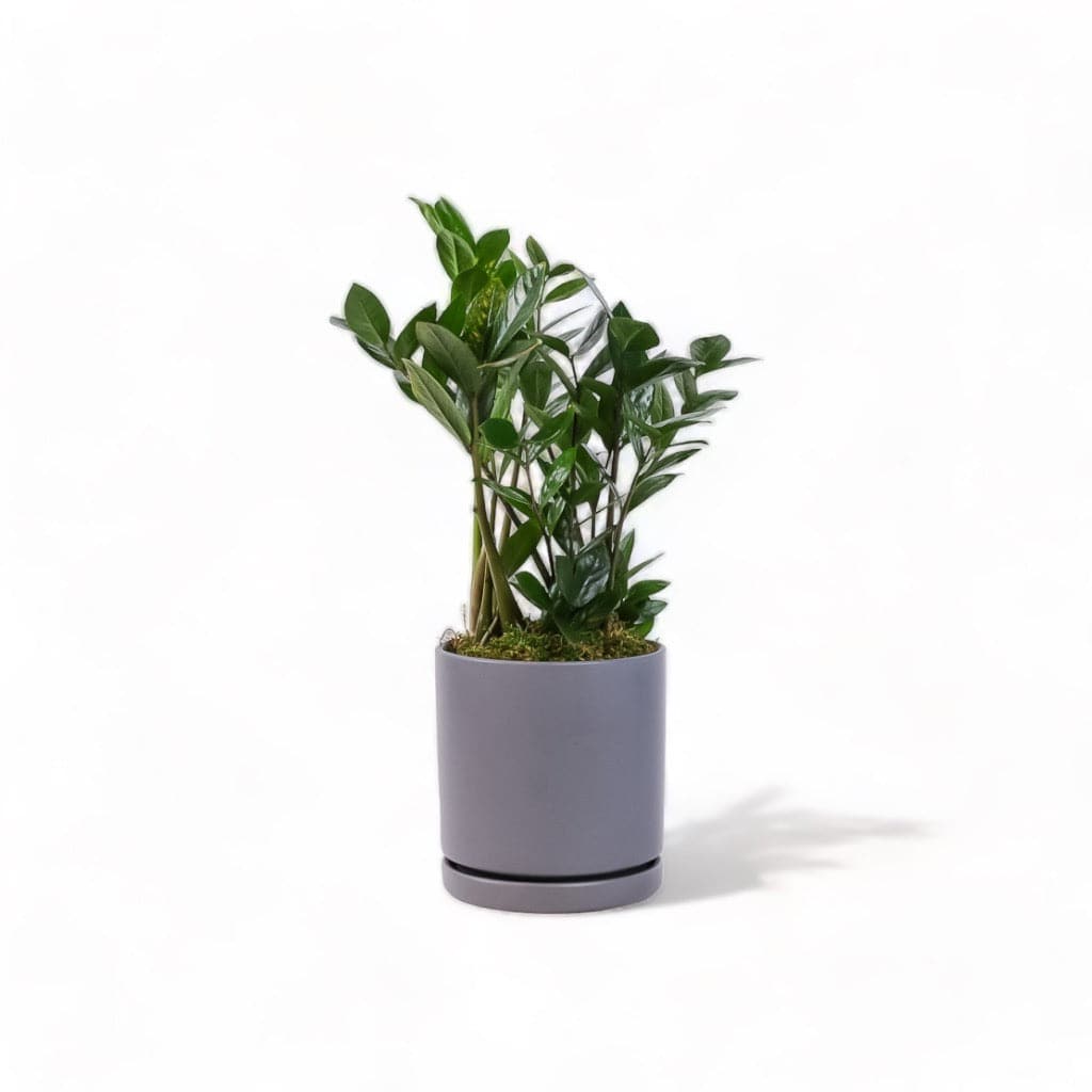 Medium Gemstone Potted ZZ Plant - Green Fresh Florals + Plants