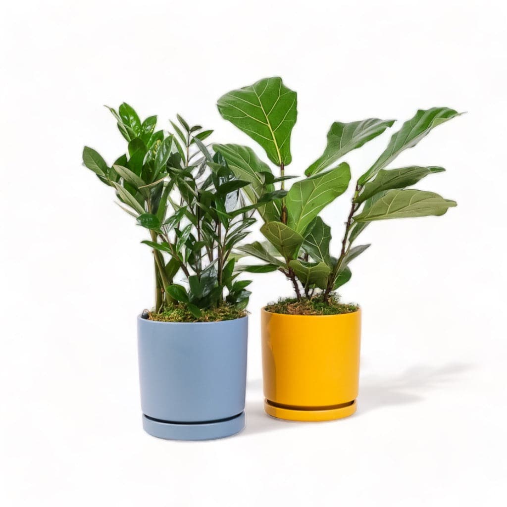 Medium Gemstone Potted ZZ Plant - Green Fresh Florals + Plants