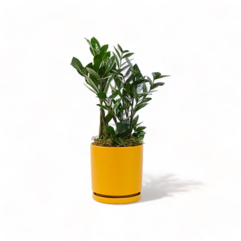 Medium Gemstone Potted ZZ Plant - Green Fresh Florals + Plants