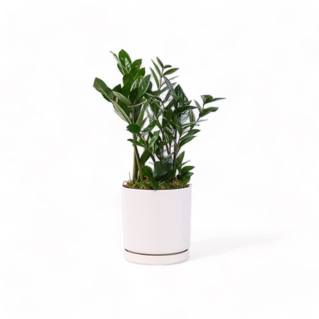 Medium Gemstone Potted ZZ Plant - Green Fresh Florals + Plants