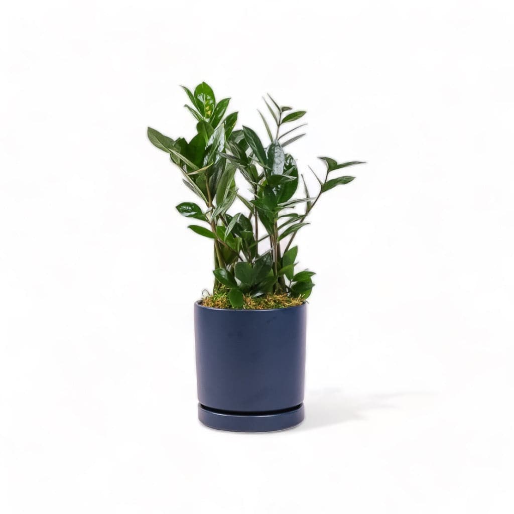 Medium Gemstone Potted ZZ Plant - Green Fresh Florals + Plants