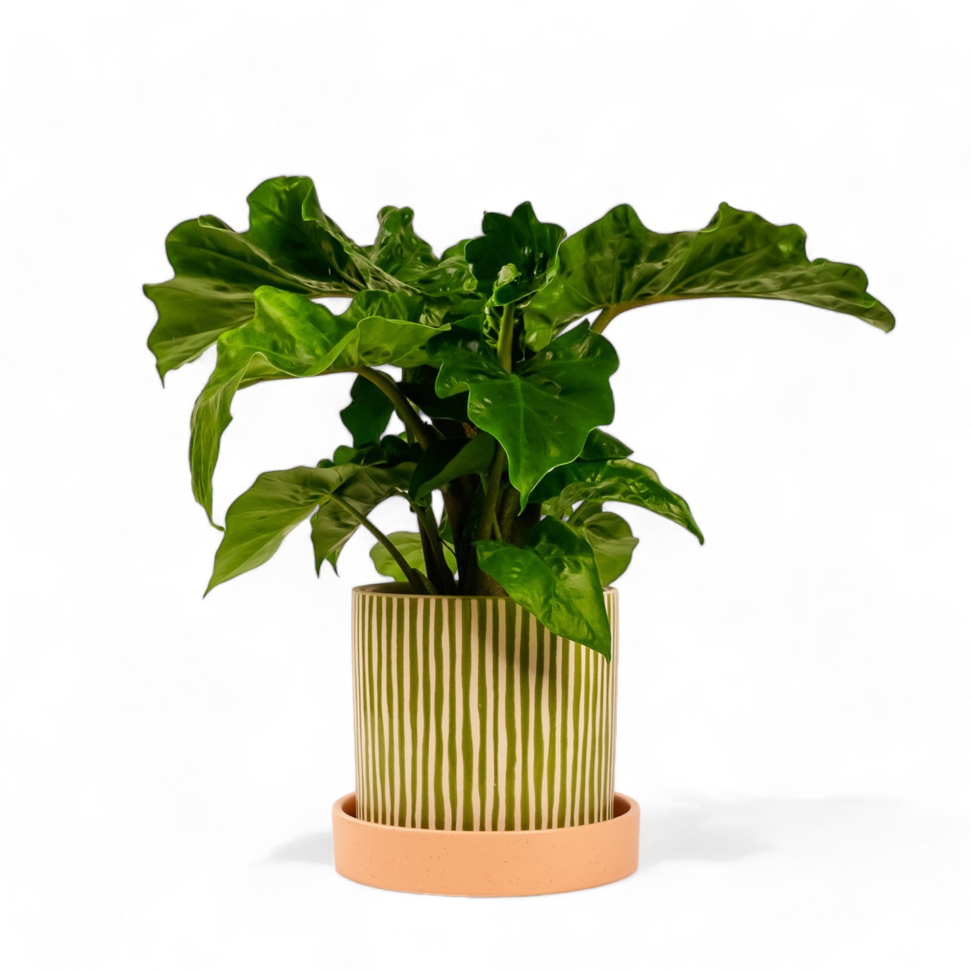 Melancia Pot + Saucer - Green Fresh Florals + Plants