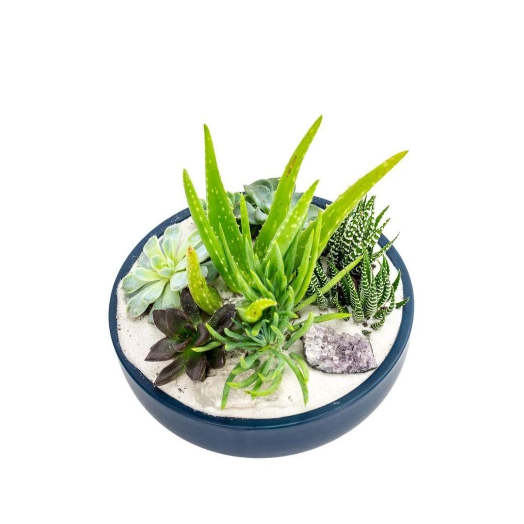 Midnight Blue Crystal Succulent Garden - Green Fresh Florals + Plants