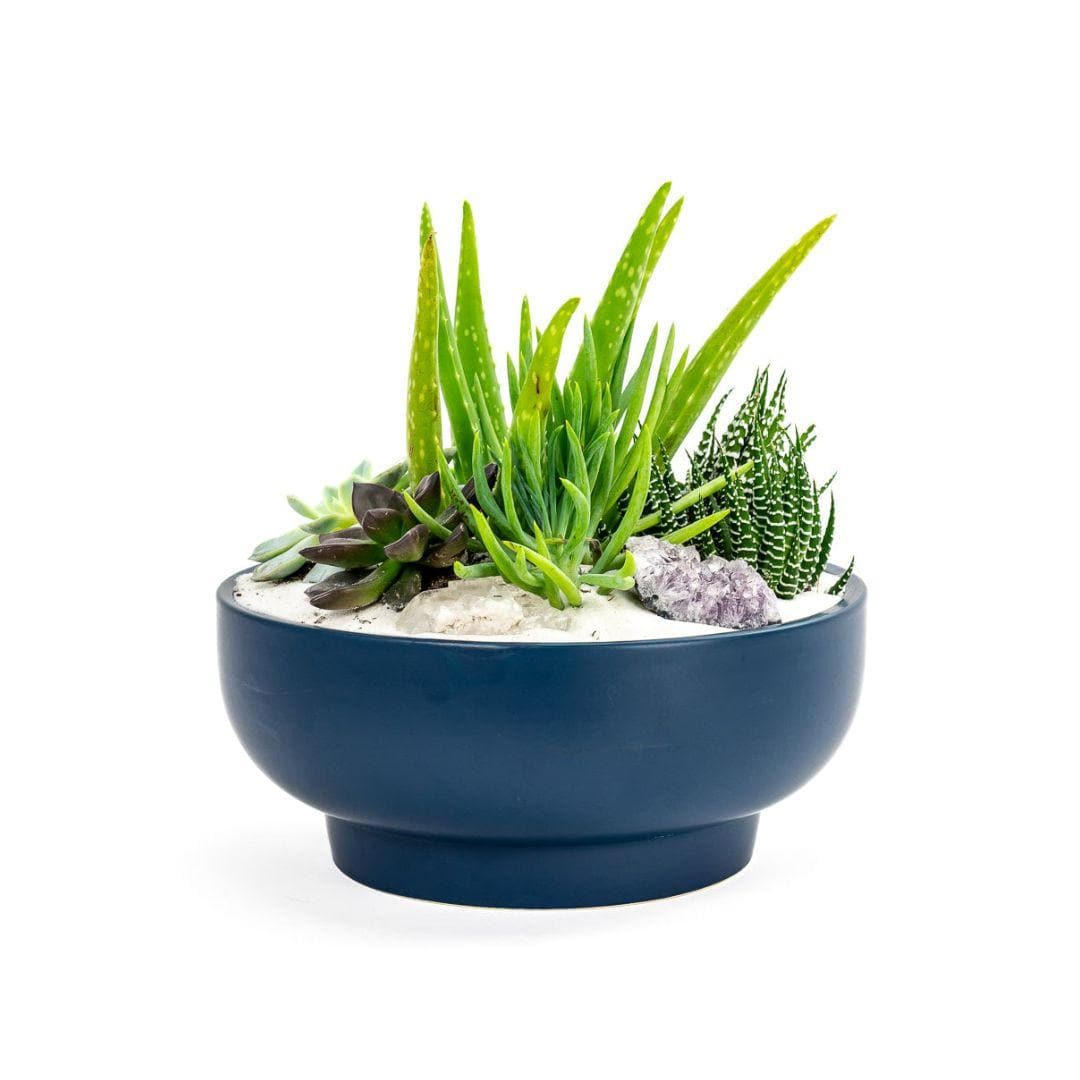 Midnight Blue Crystal Succulent Garden - Green Fresh Florals + Plants