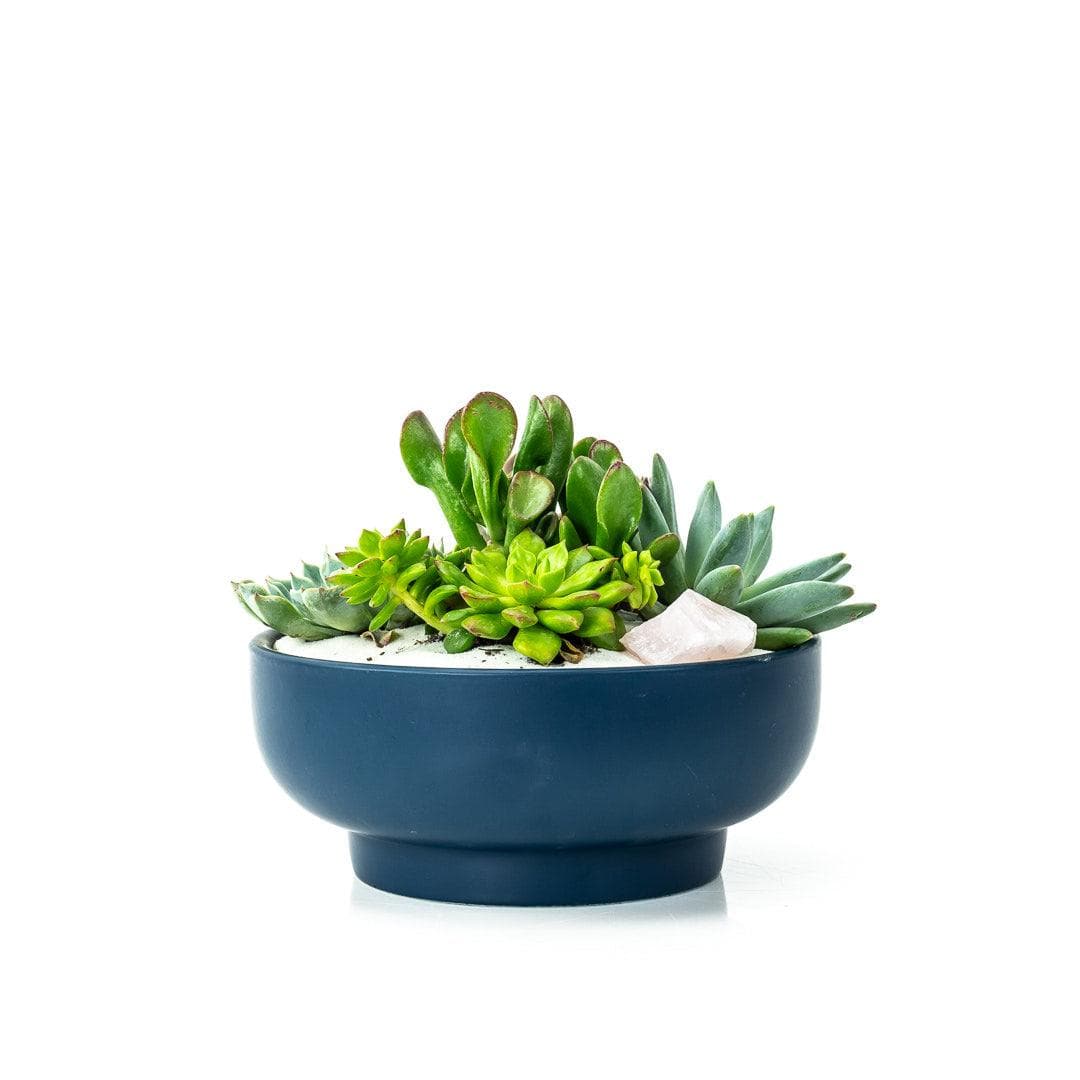 Midnight Blue Crystal Succulent Garden - Green Fresh Florals + Plants