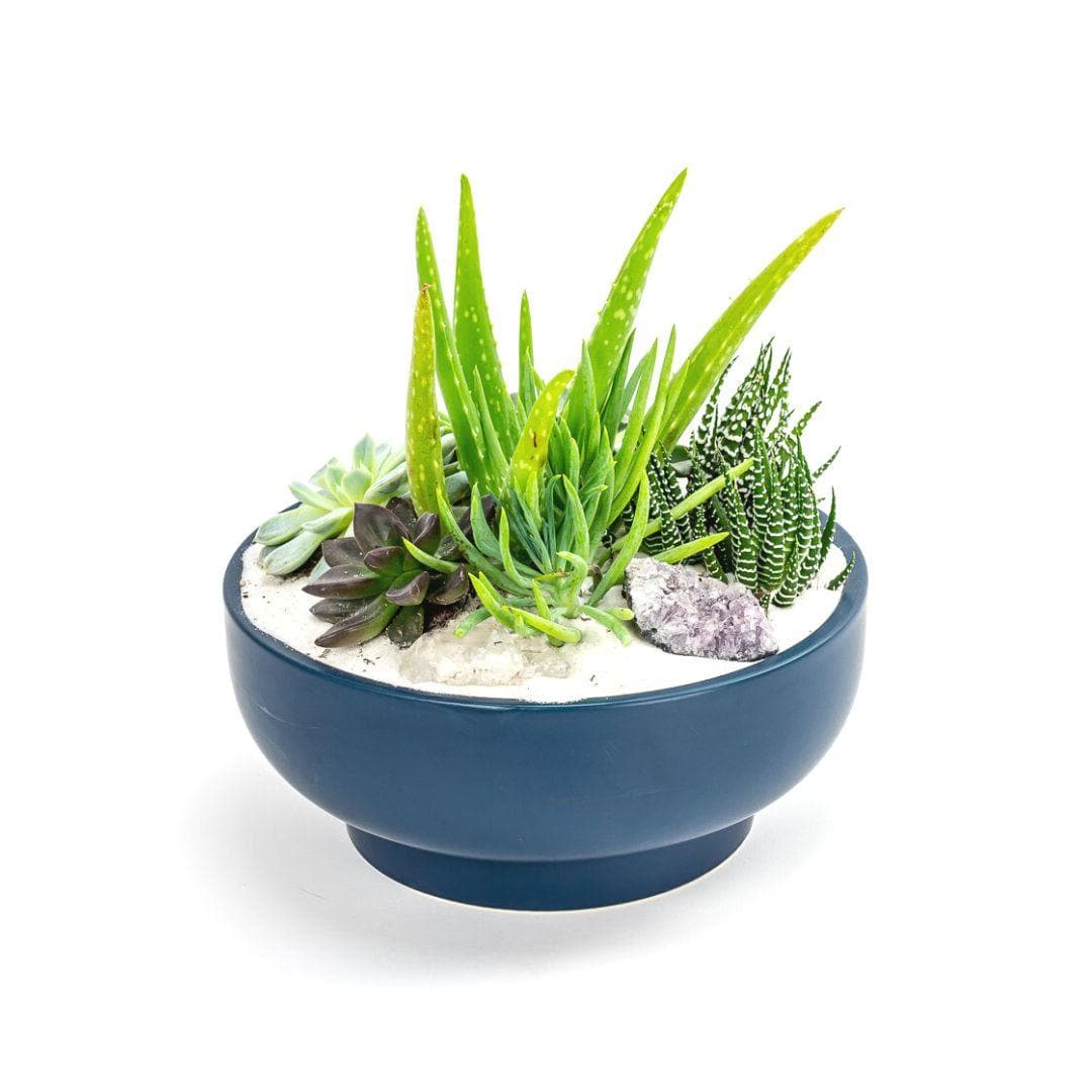 Midnight Blue Crystal Succulent Garden - Green Fresh Florals + Plants