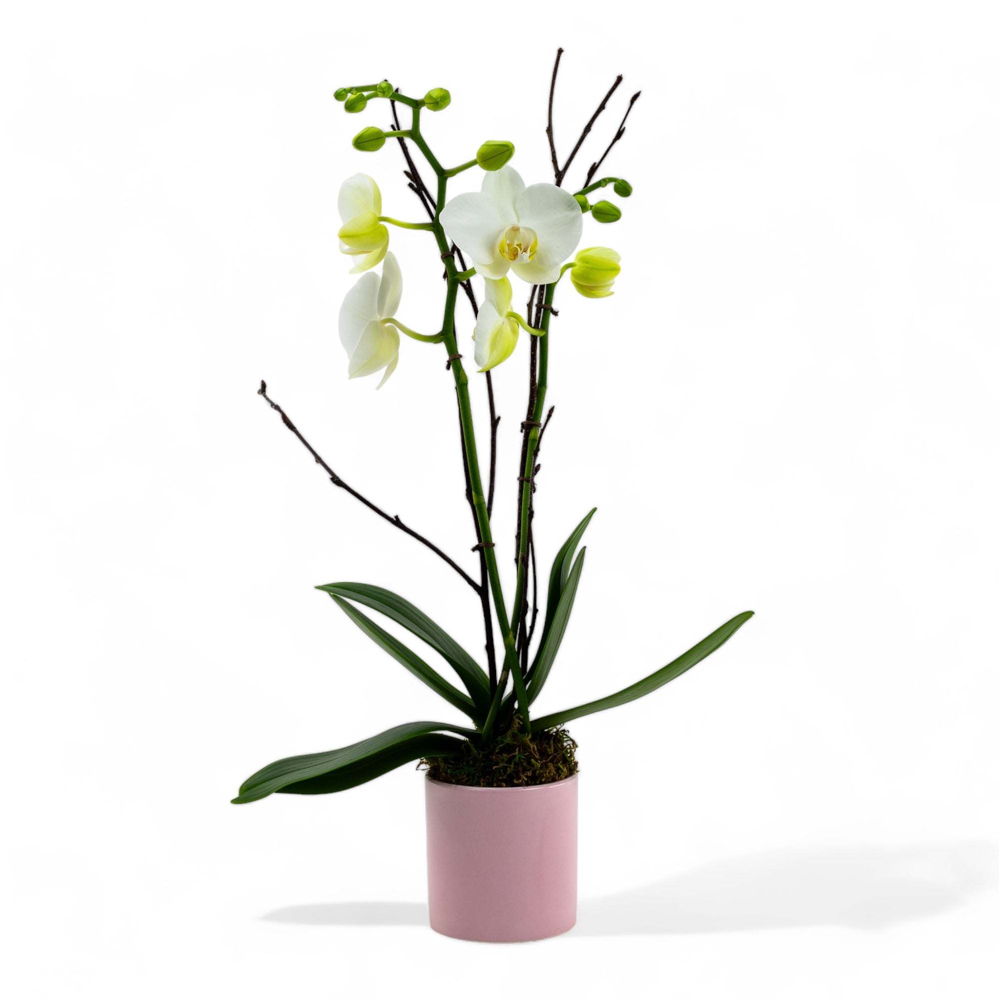 Mini Orchid Planting in Pink Pot - Green Fresh Florals + Plants