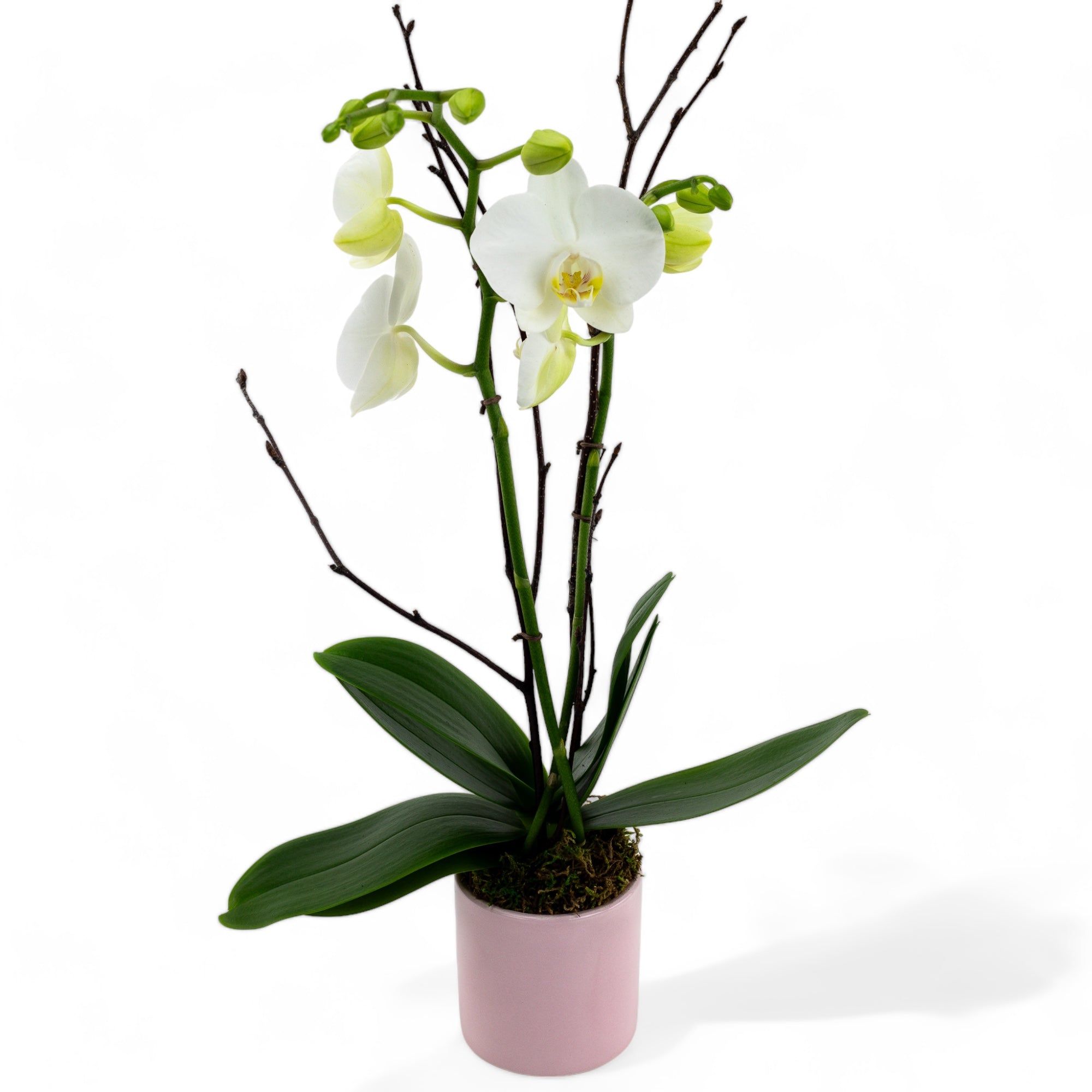 Mini Orchid Planting in Pink Pot - Green Fresh Florals + Plants