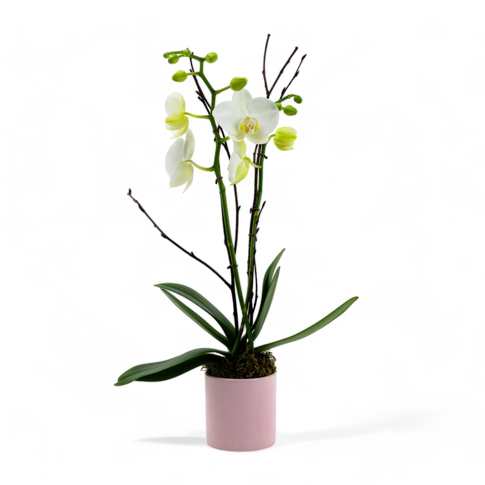 Mini Orchid Planting in Pink Pot - Green Fresh Florals + Plants