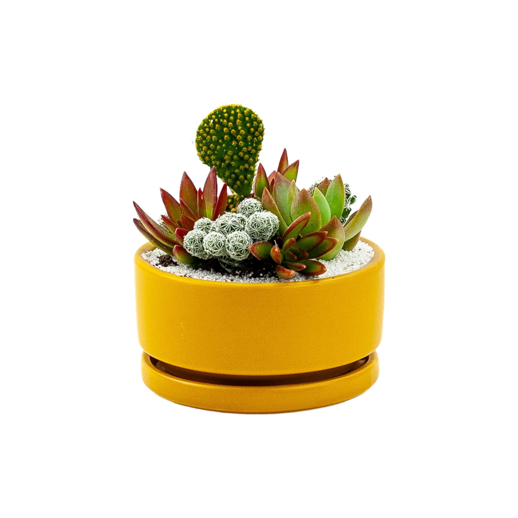 Mini Pop Desert Garden - Green Fresh Florals + Plants