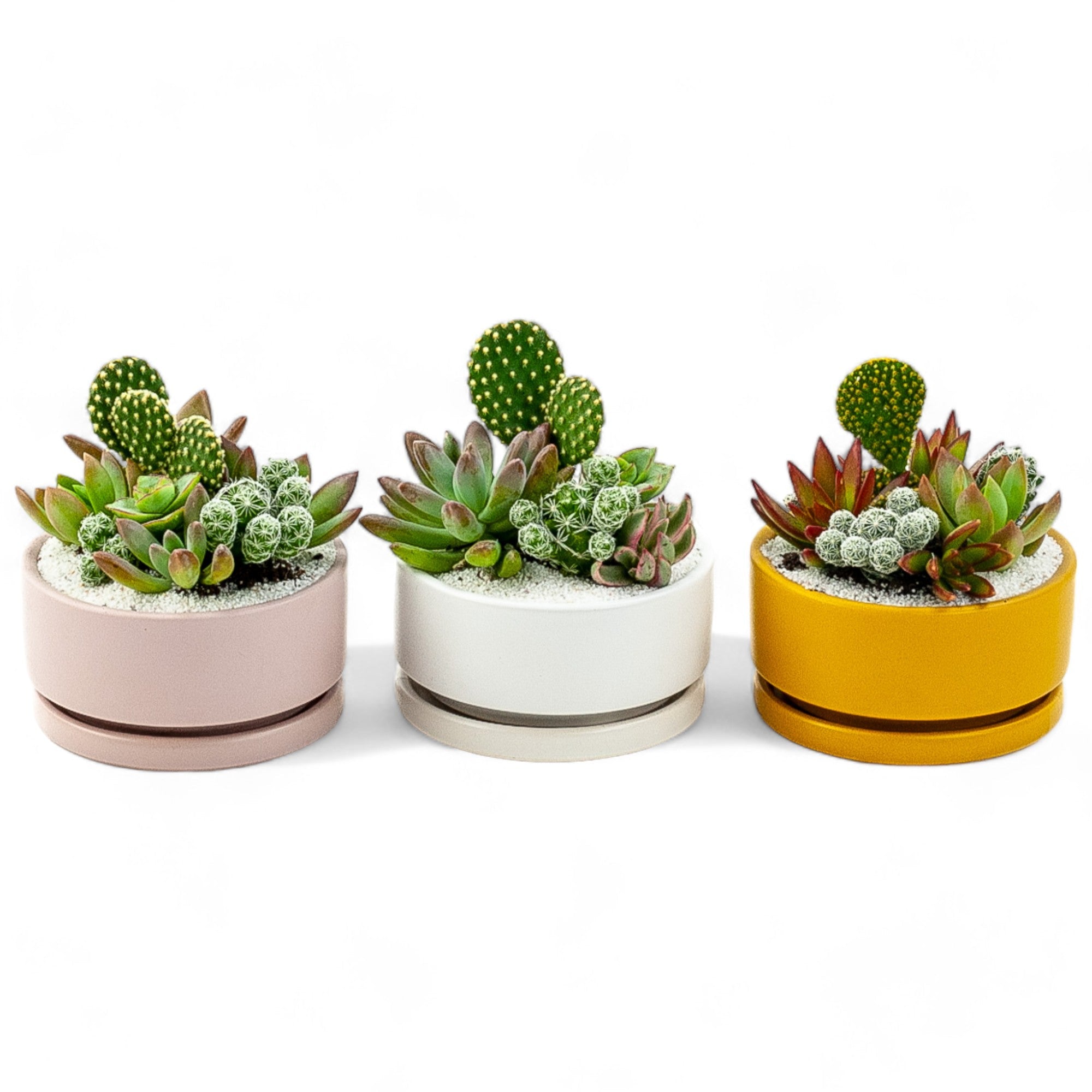 Mini Pop Desert Garden - Green Fresh Florals + Plants