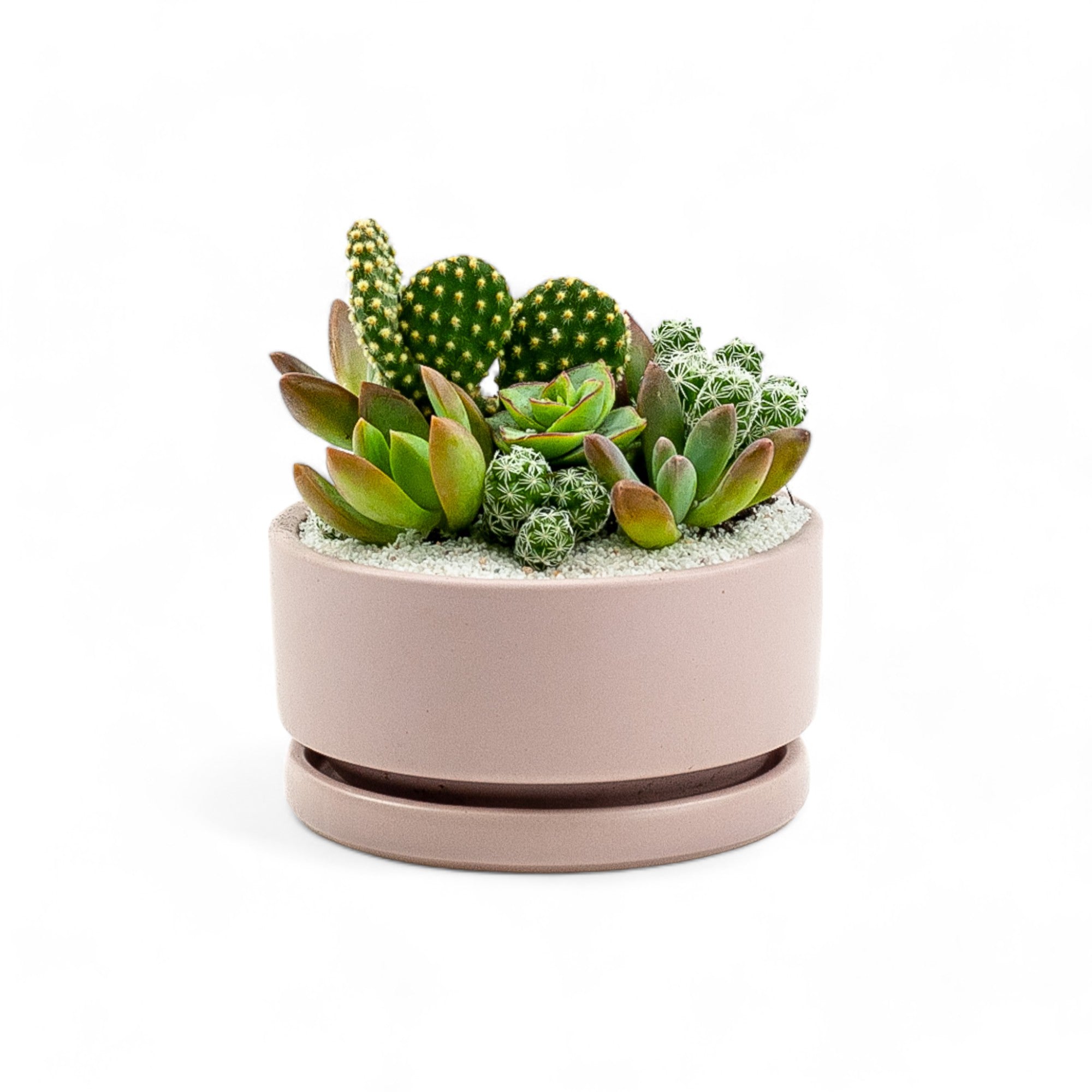 Mini Pop Desert Garden - Green Fresh Florals + Plants