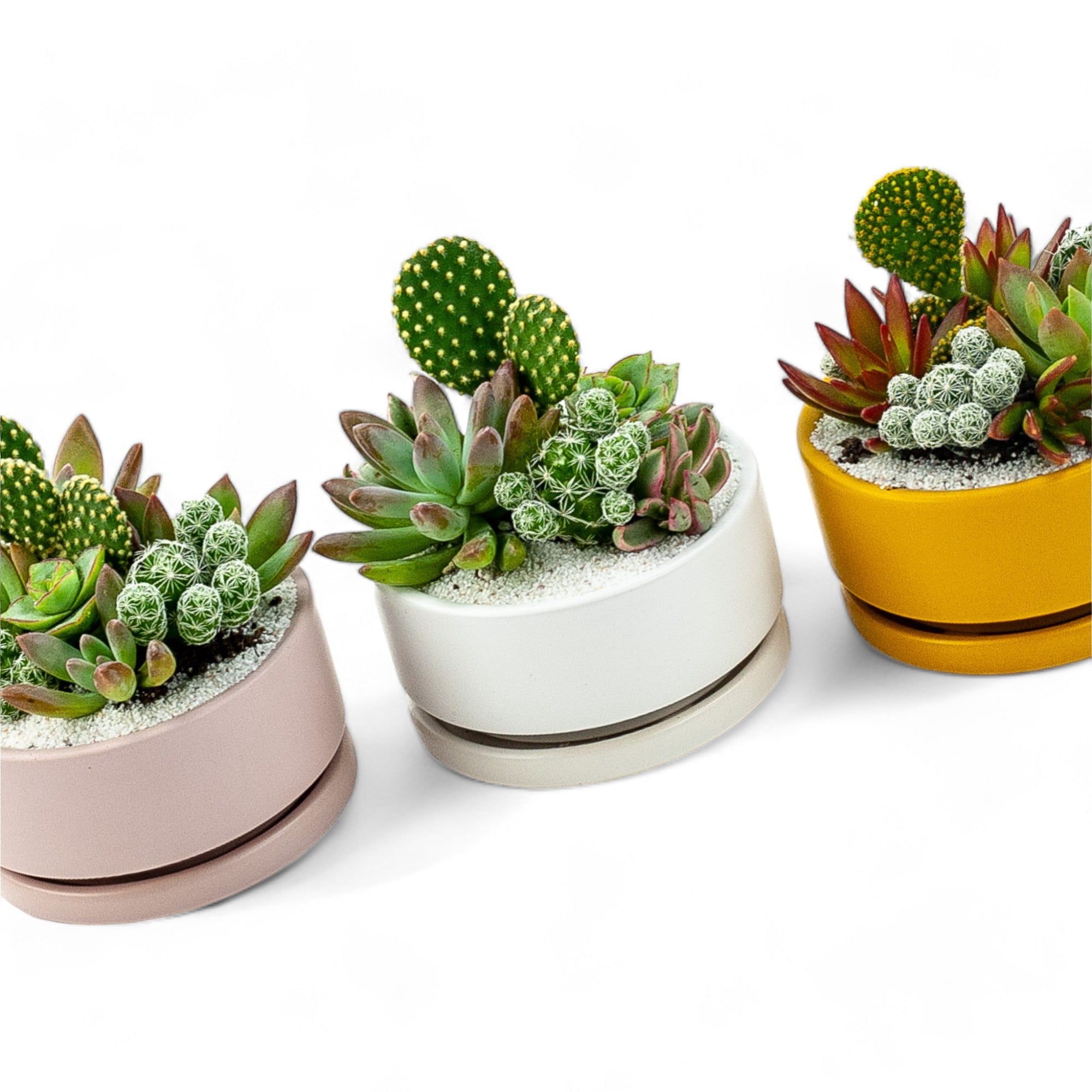 Mini Pop Desert Garden - Green Fresh Florals + Plants