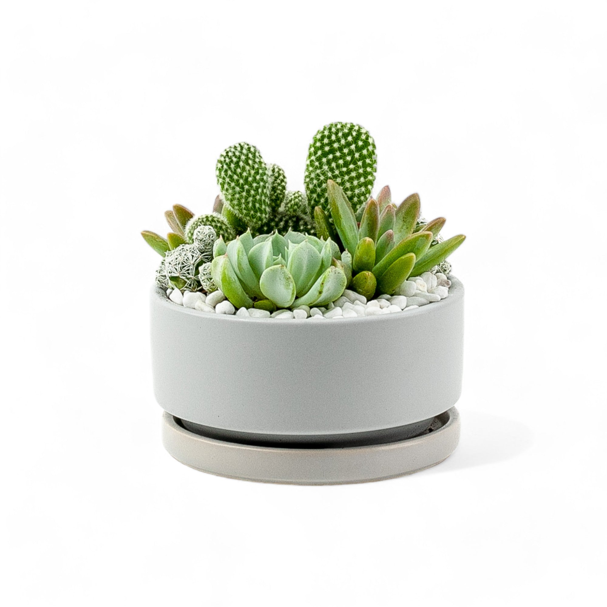 Mini Pop Desert Garden - Green Fresh Florals + Plants