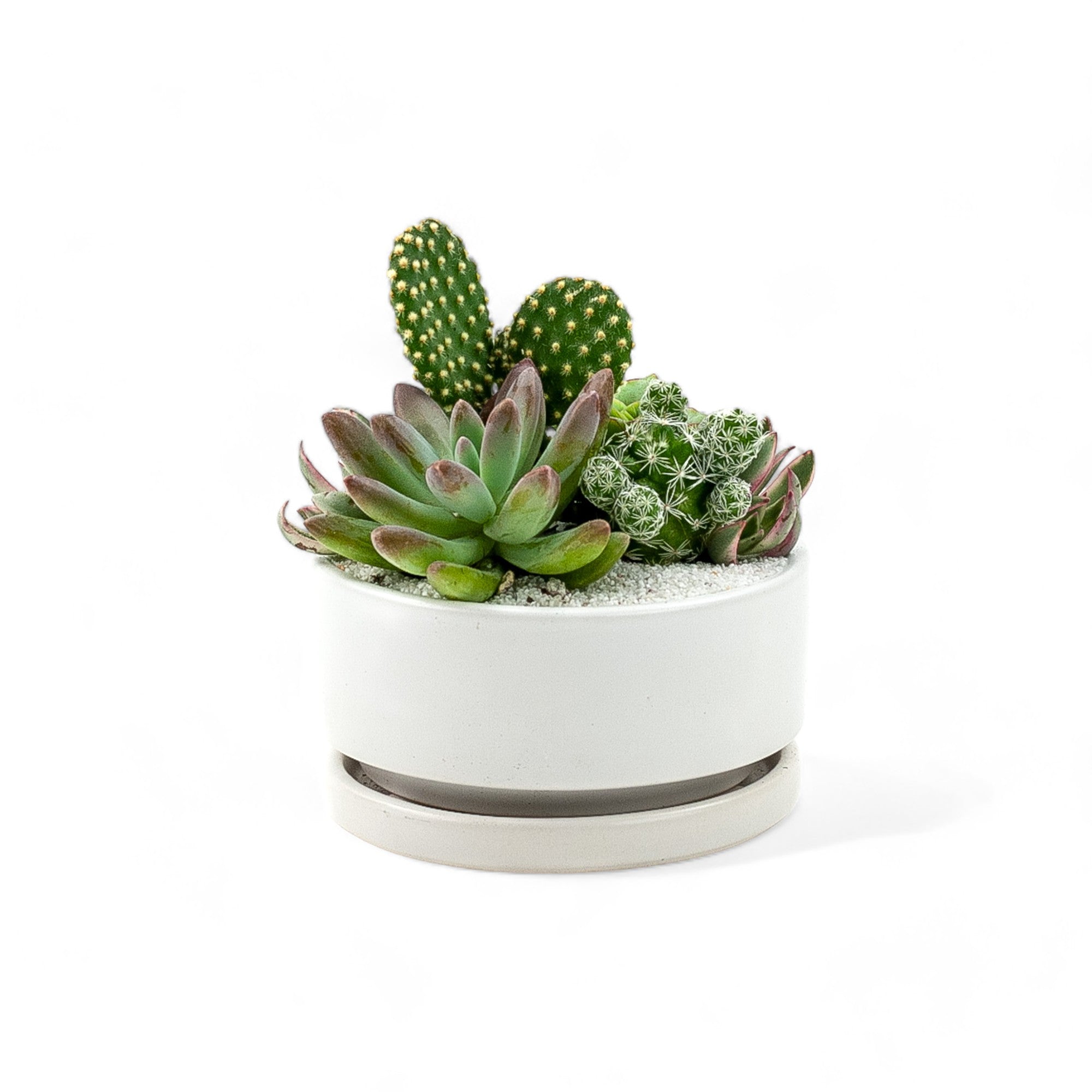 Mini Pop Desert Garden - Green Fresh Florals + Plants