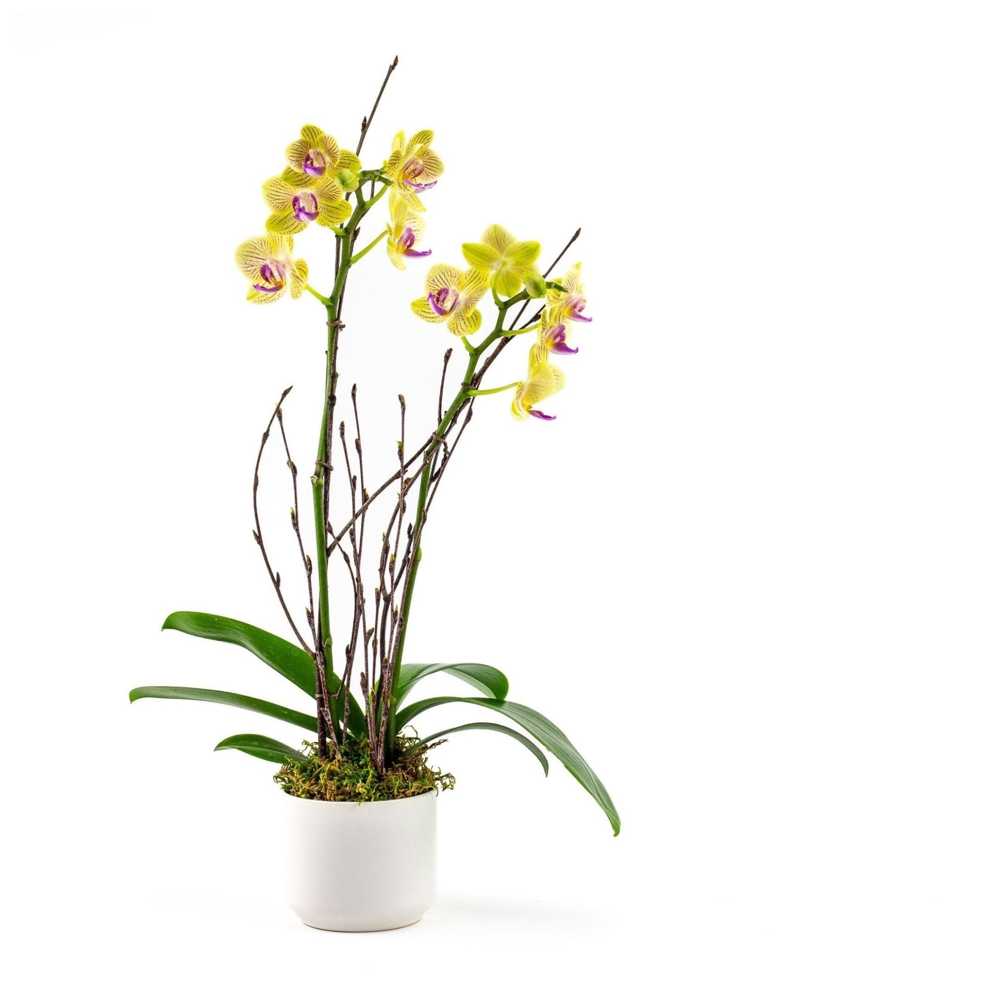 Mini Sunset Orchid Planting - Green Fresh Florals + Plants