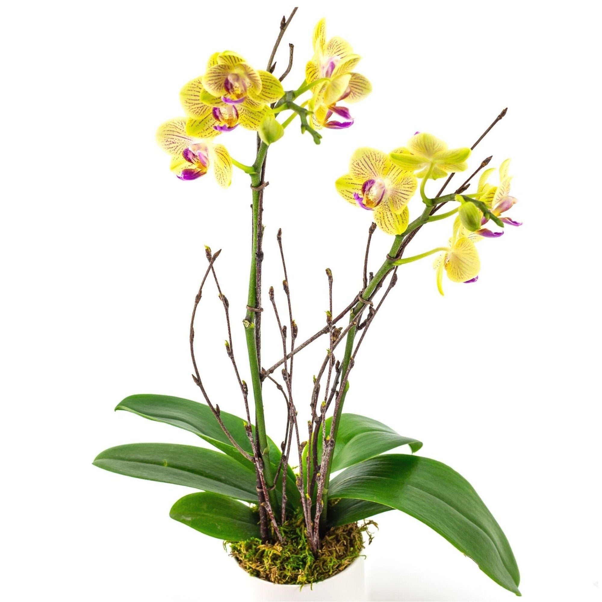 Mini Sunset Orchid Planting - Green Fresh Florals + Plants