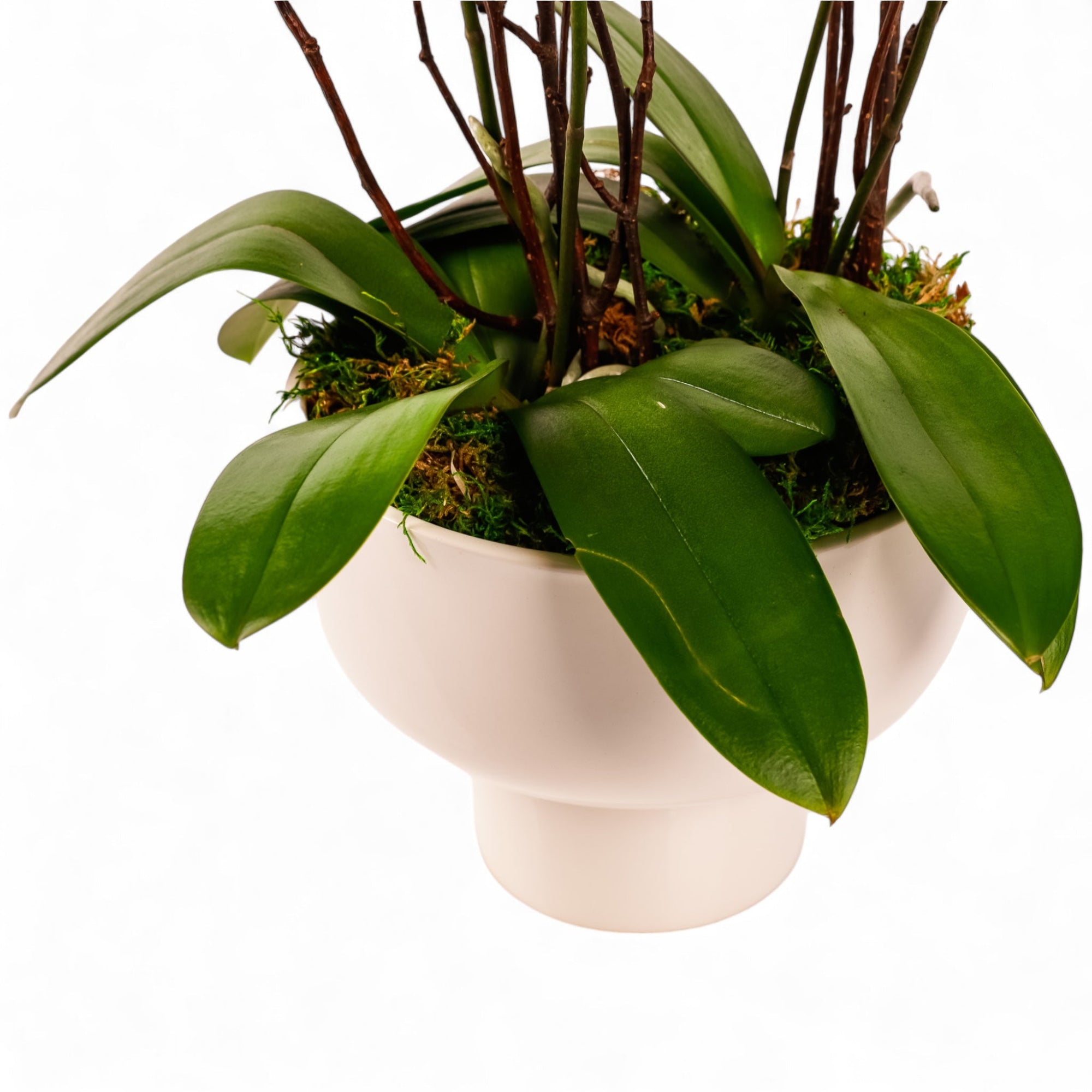 Modernist Orange Mini Orchid Planting - Green Fresh Florals + Plants