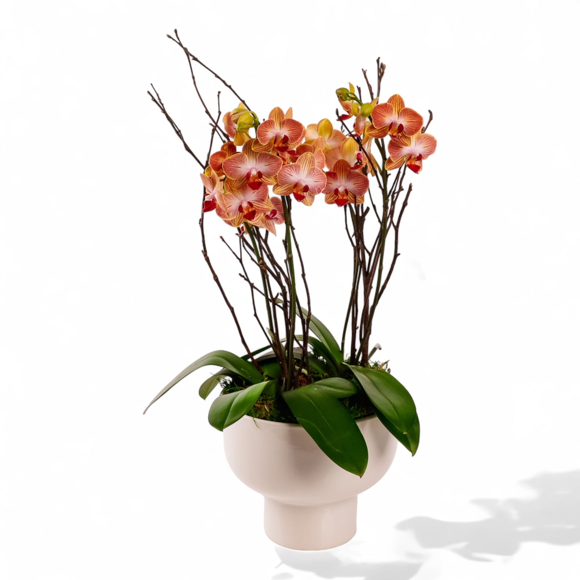 Modernist Orange Mini Orchid Planting - Green Fresh Florals + Plants