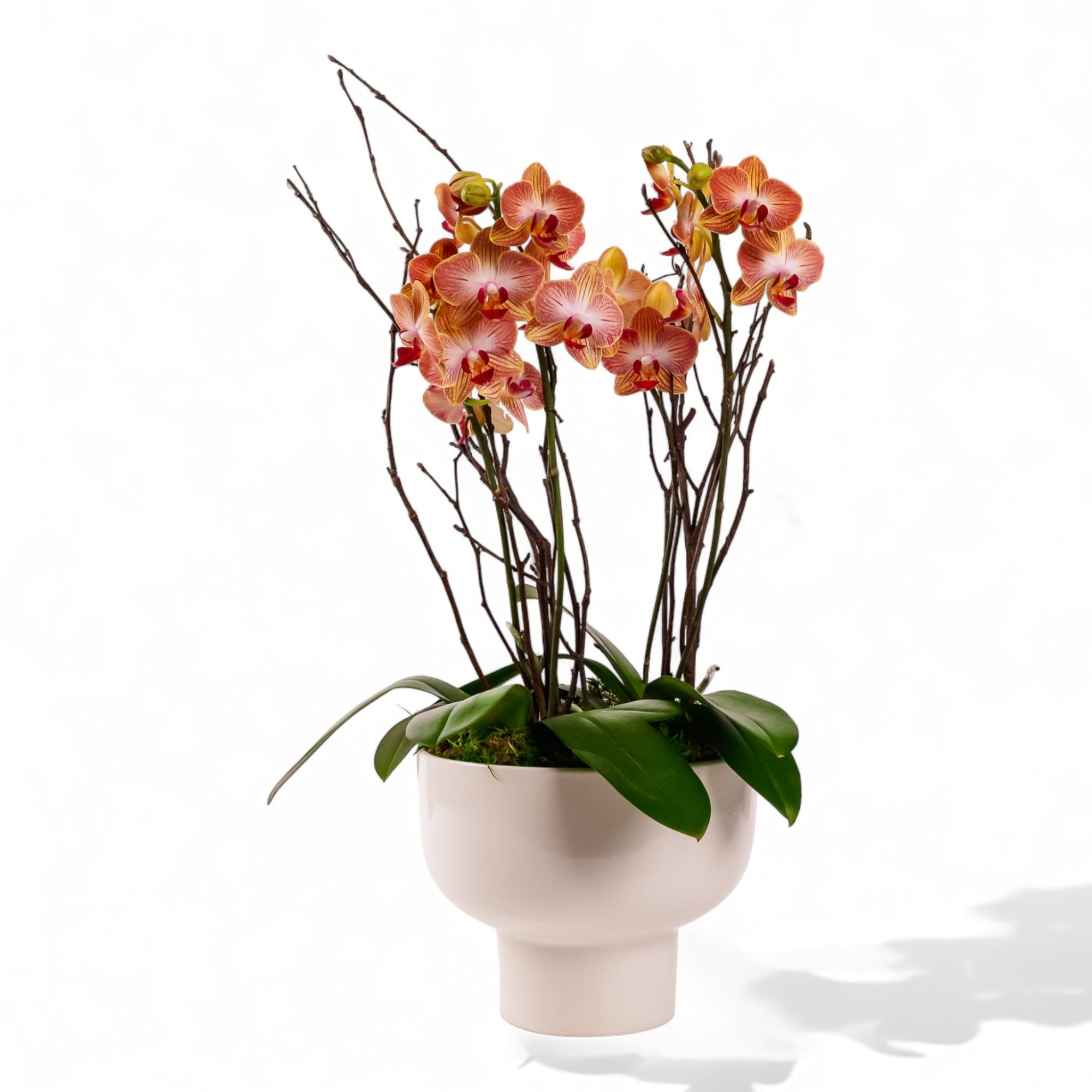 Modernist Orange Mini Orchid Planting - Green Fresh Florals + Plants