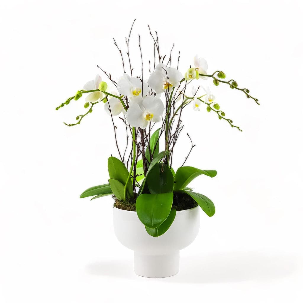 Modernist Orchid Planting - Green Fresh Florals + Plants