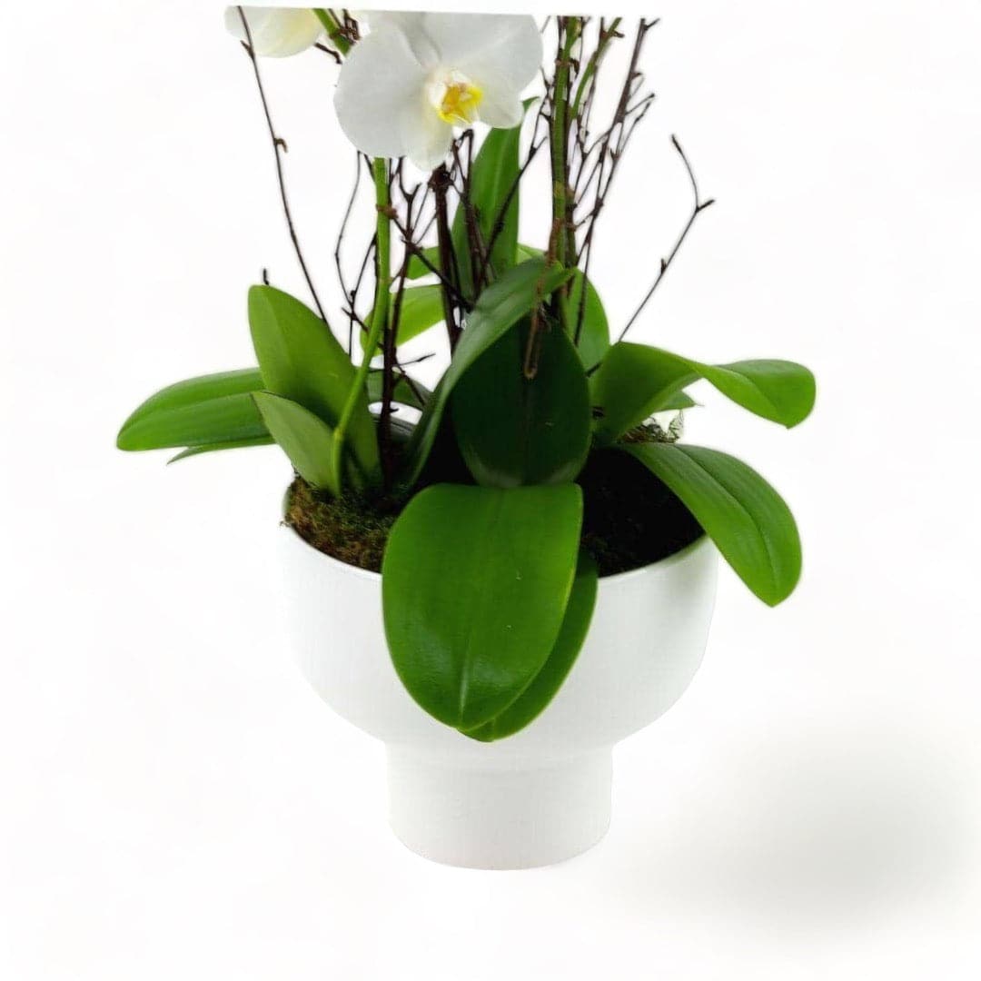 Modernist Orchid Planting - Green Fresh Florals + Plants