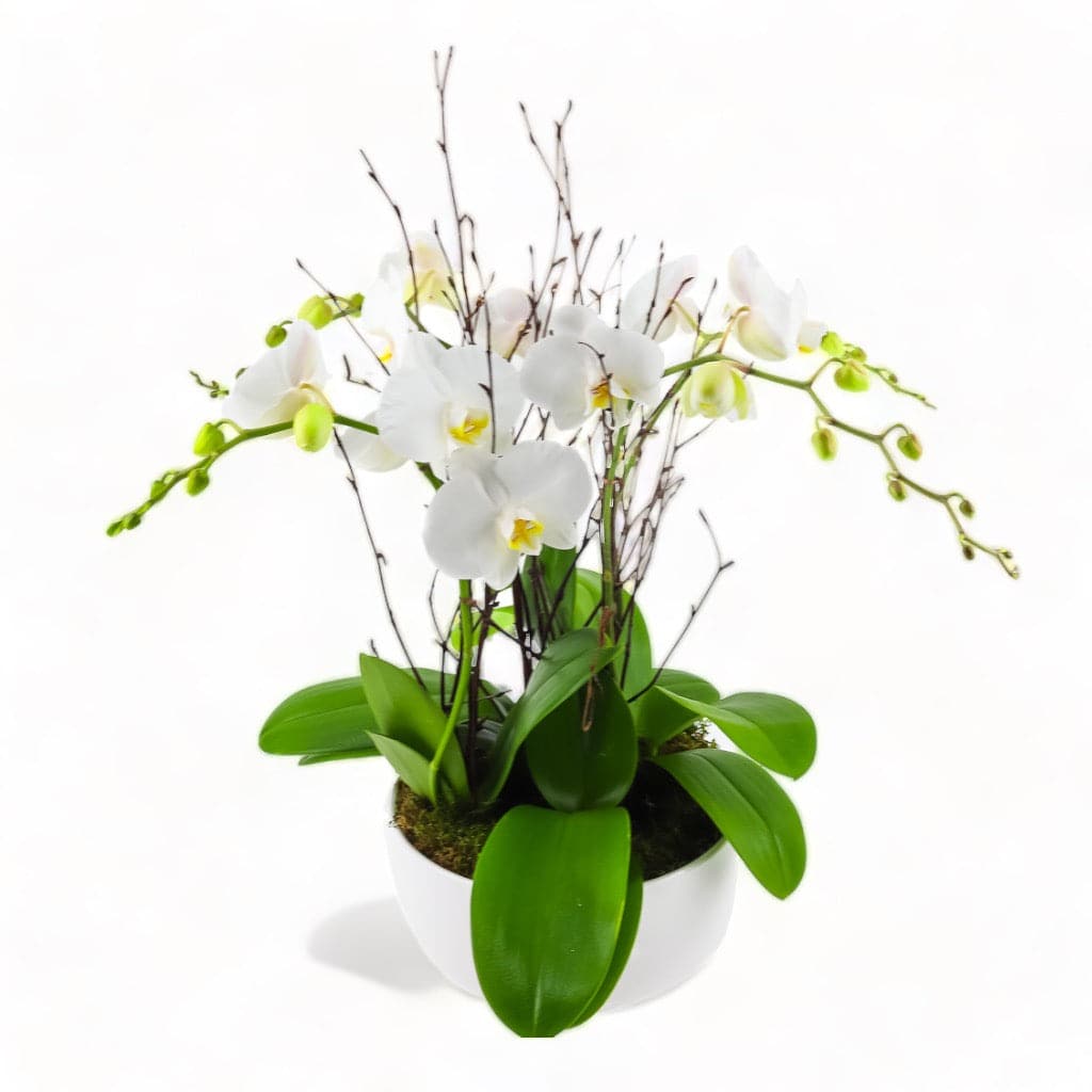 Modernist Orchid Planting - Green Fresh Florals + Plants