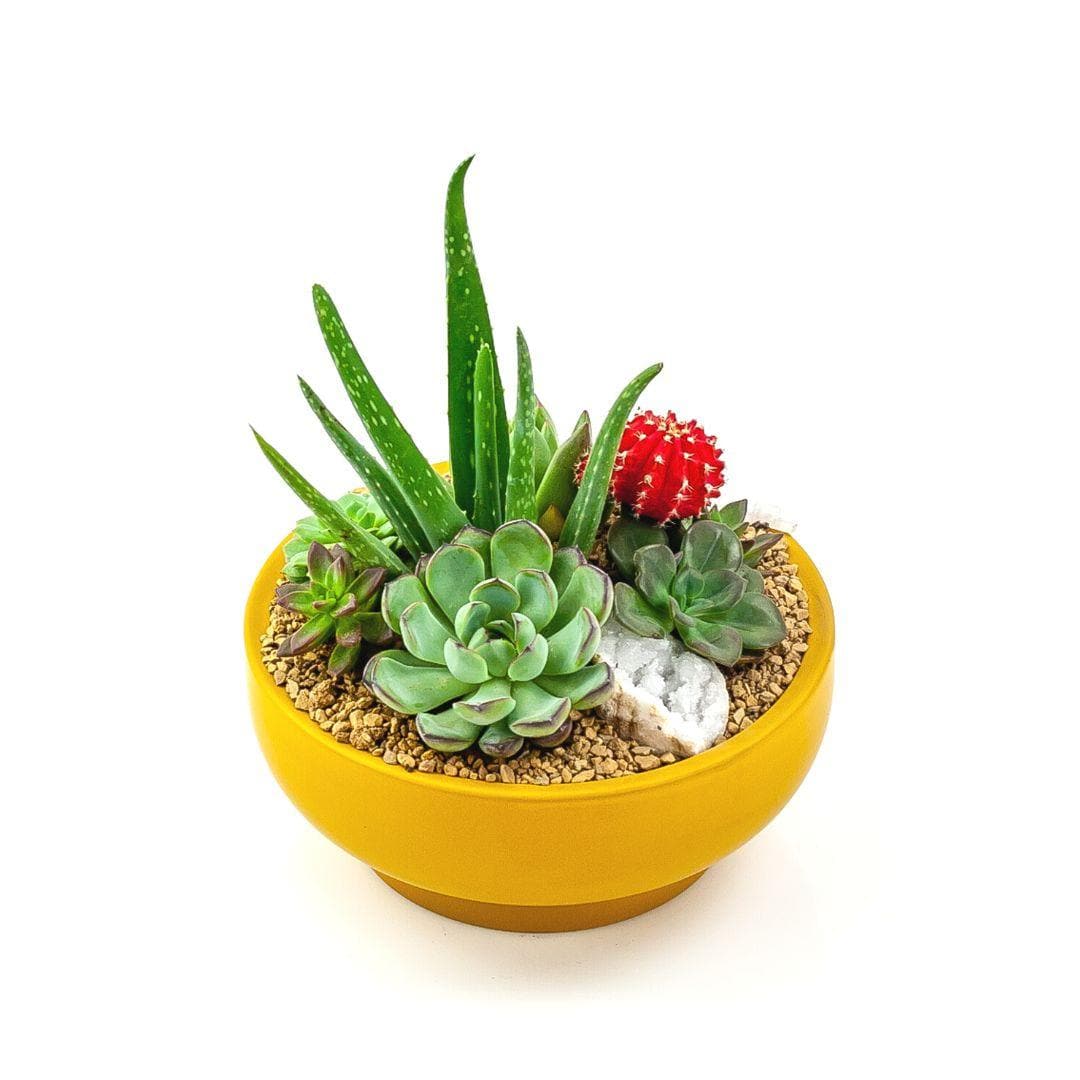 Mustard Crystal Succulent Garden - Green Fresh Florals + Plants