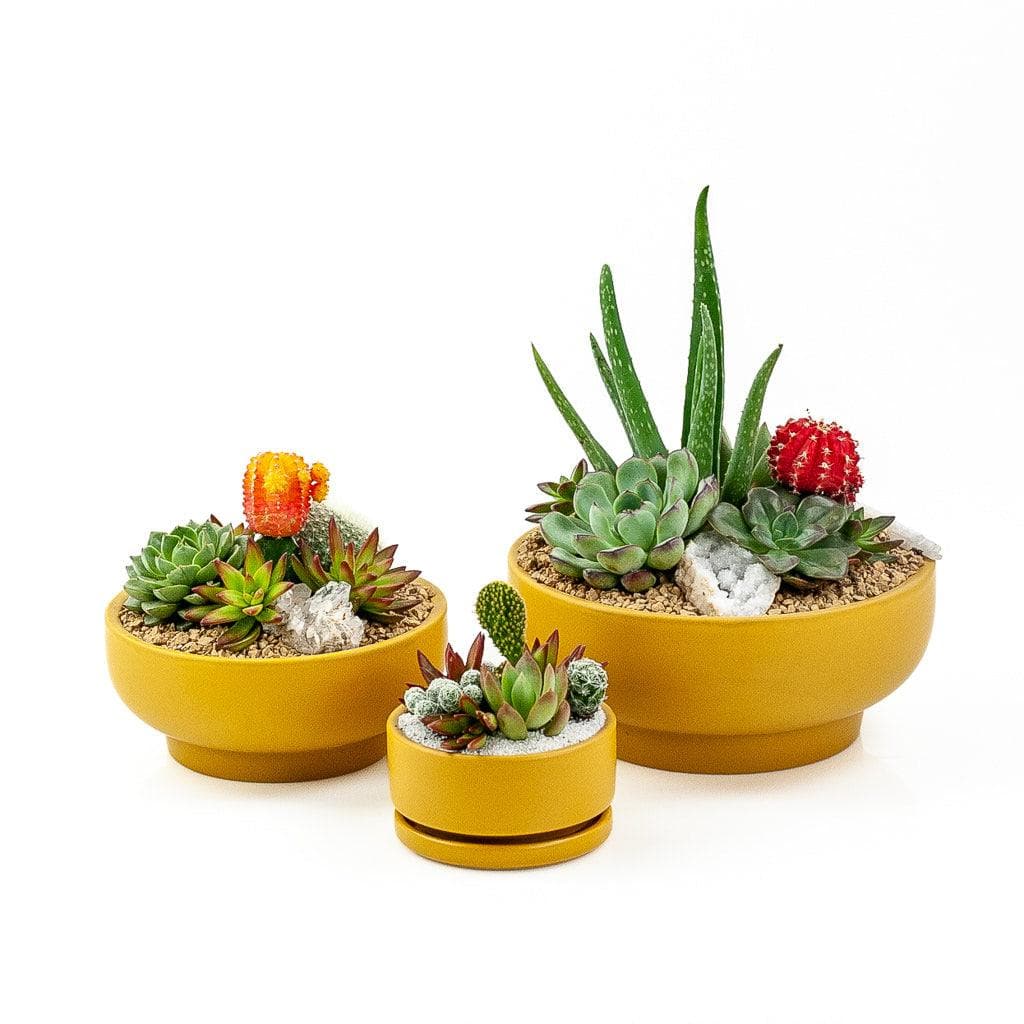 Mustard Crystal Succulent Garden - Green Fresh Florals + Plants