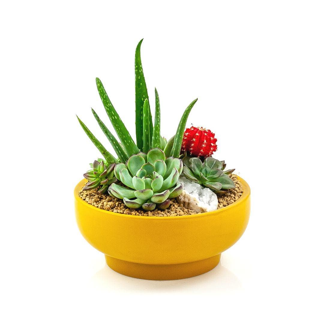 Mustard Crystal Succulent Garden - Green Fresh Florals + Plants