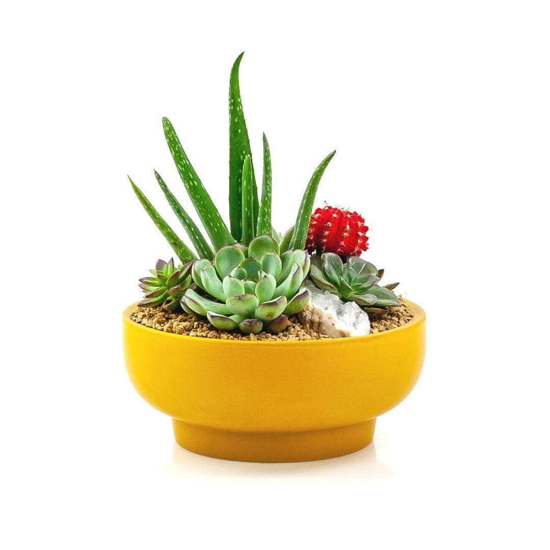 Mustard Crystal Succulent Garden - Green Fresh Florals + Plants