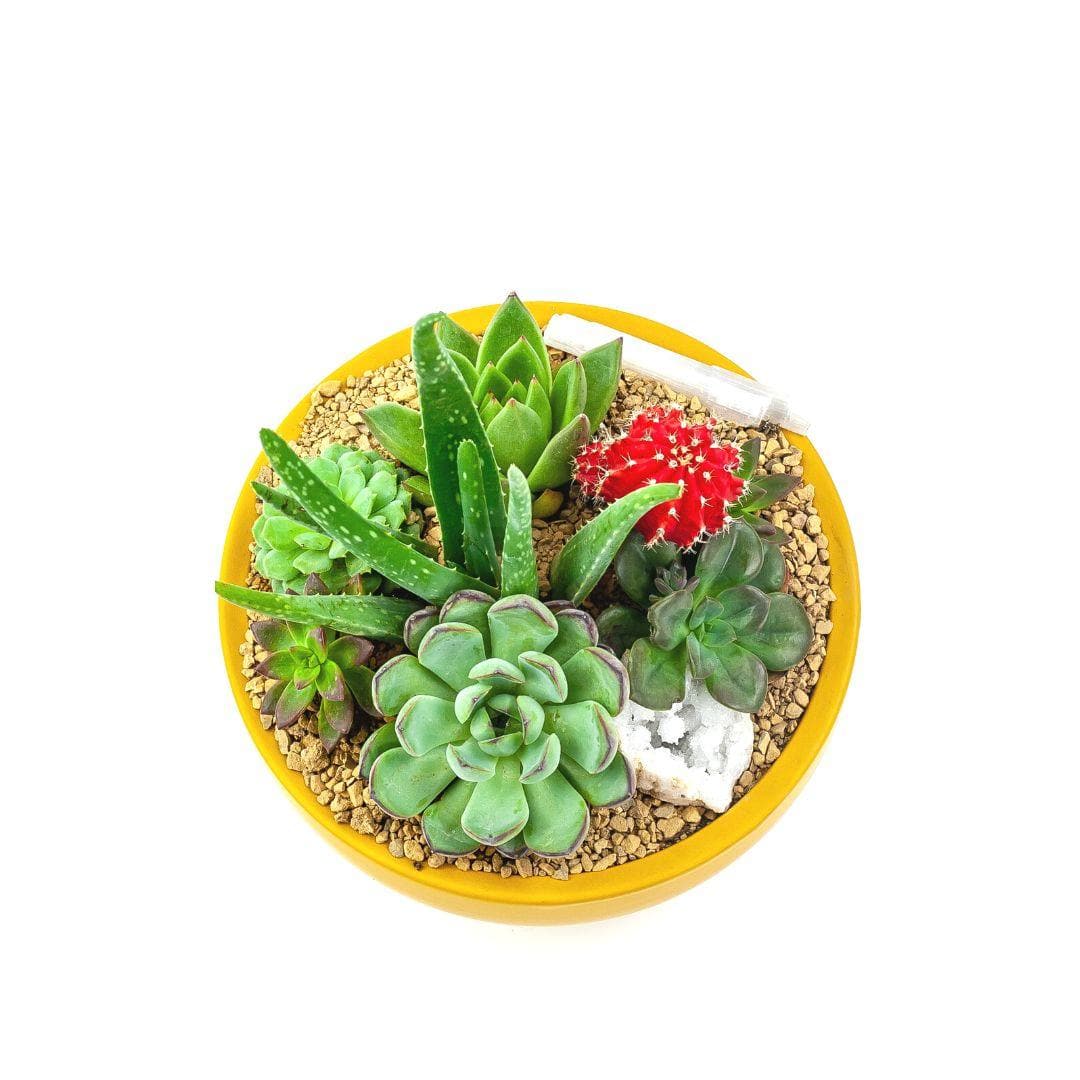 Mustard Crystal Succulent Garden - Green Fresh Florals + Plants