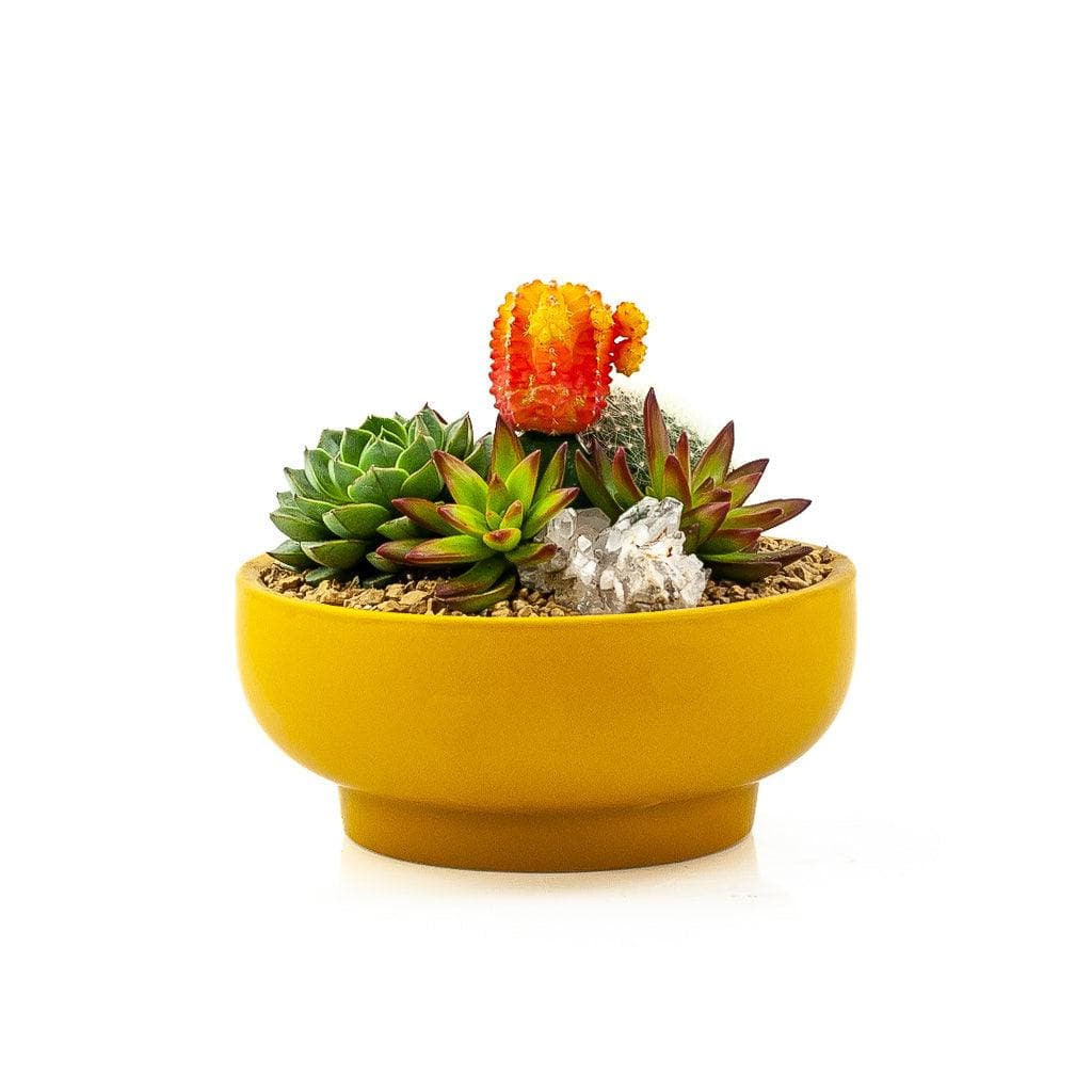 Mustard Crystal Succulent Garden - Green Fresh Florals + Plants