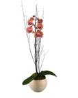 Novelty Potted Orchid - Green Fresh Florals + Plants