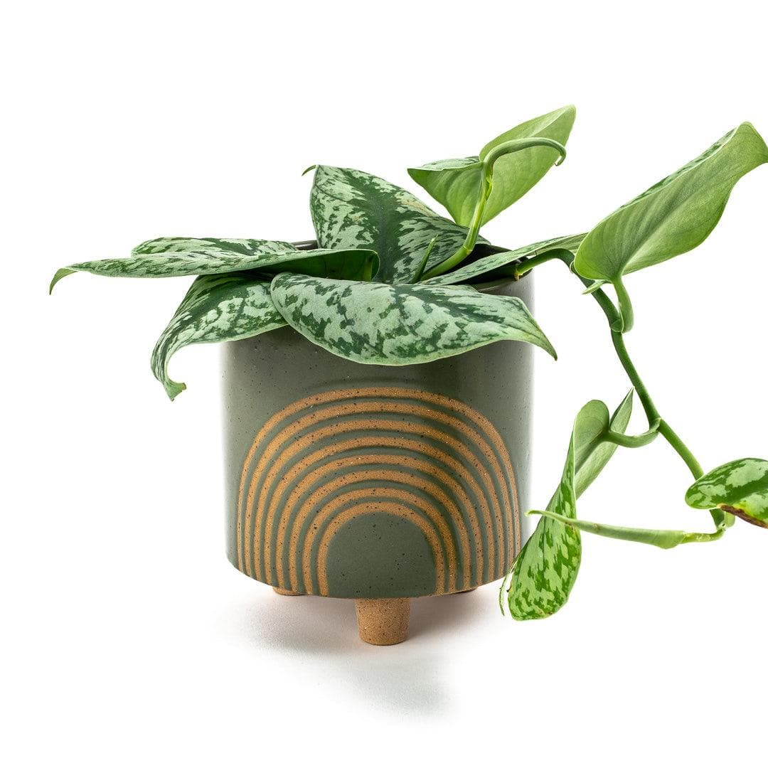 Olive Rainbow Stoneware Planter - Green Fresh Florals + Plants