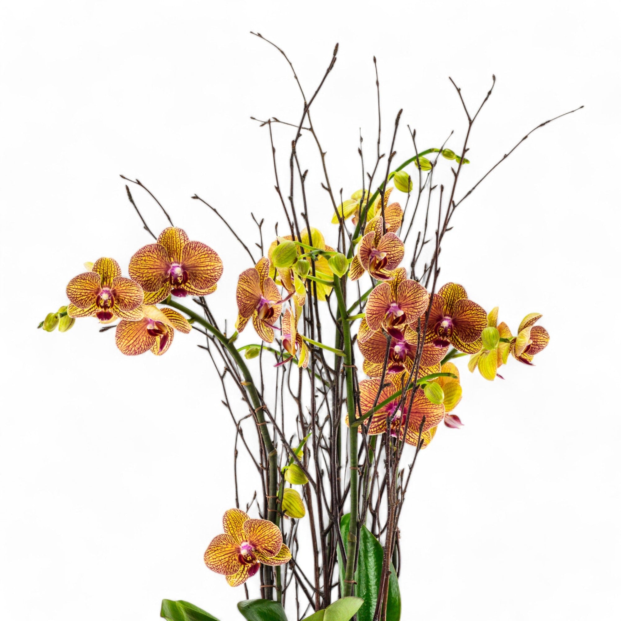 Orange Orchid Planting - Green Fresh Florals + Plants