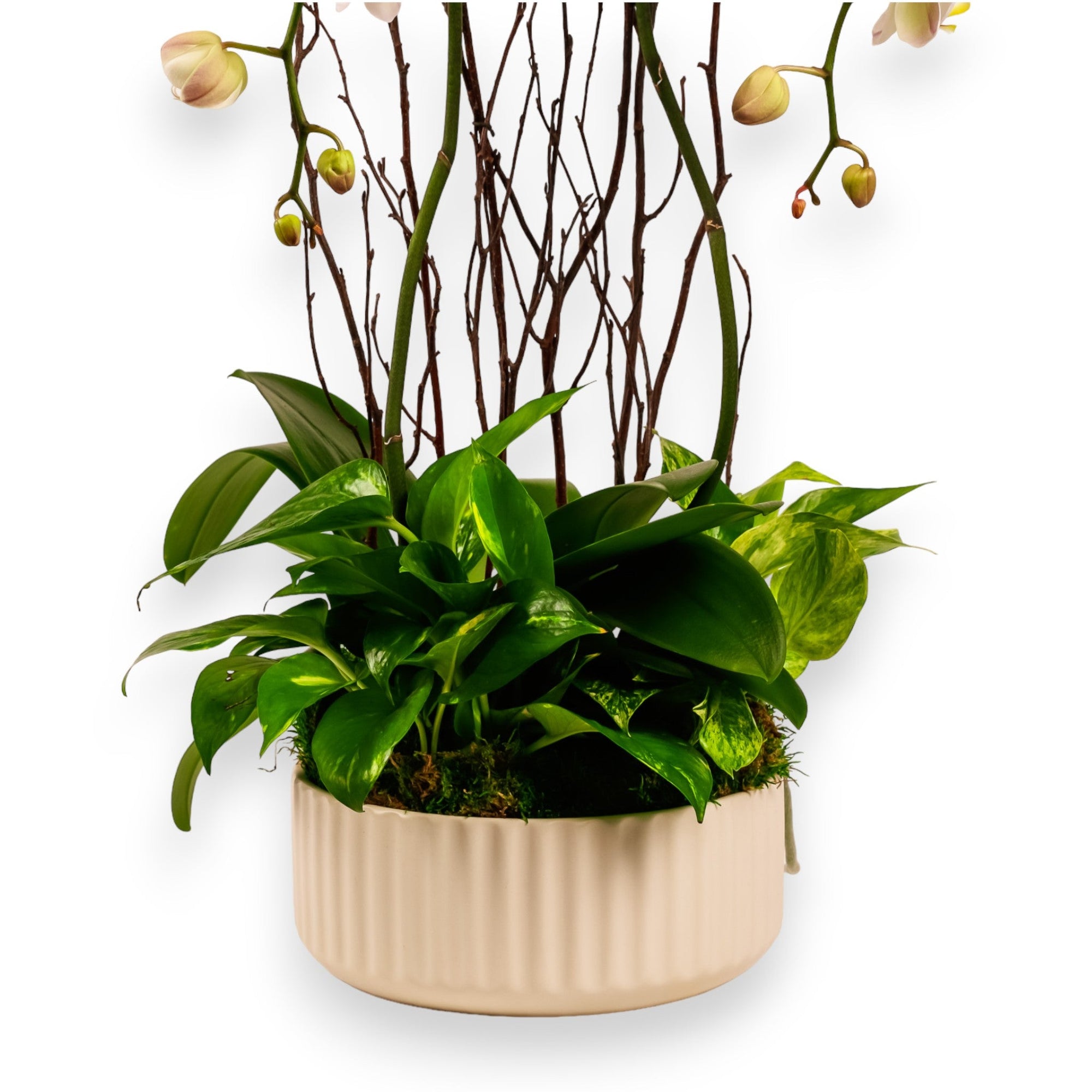 Orchid Dish Garden - Green Fresh Florals + Plants