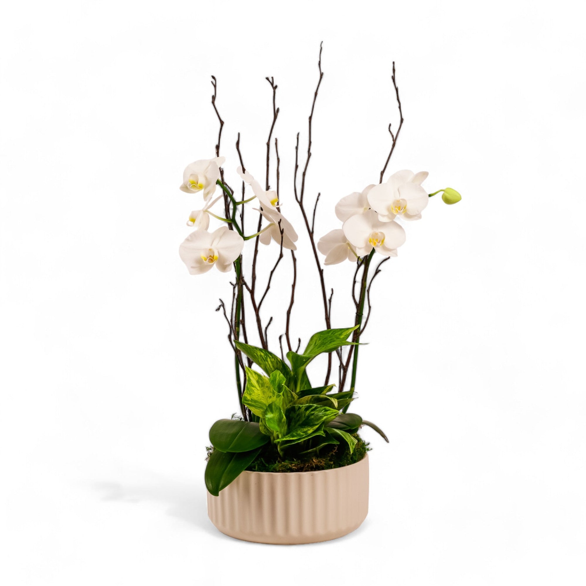 Orchid Dish Garden - Green Fresh Florals + Plants