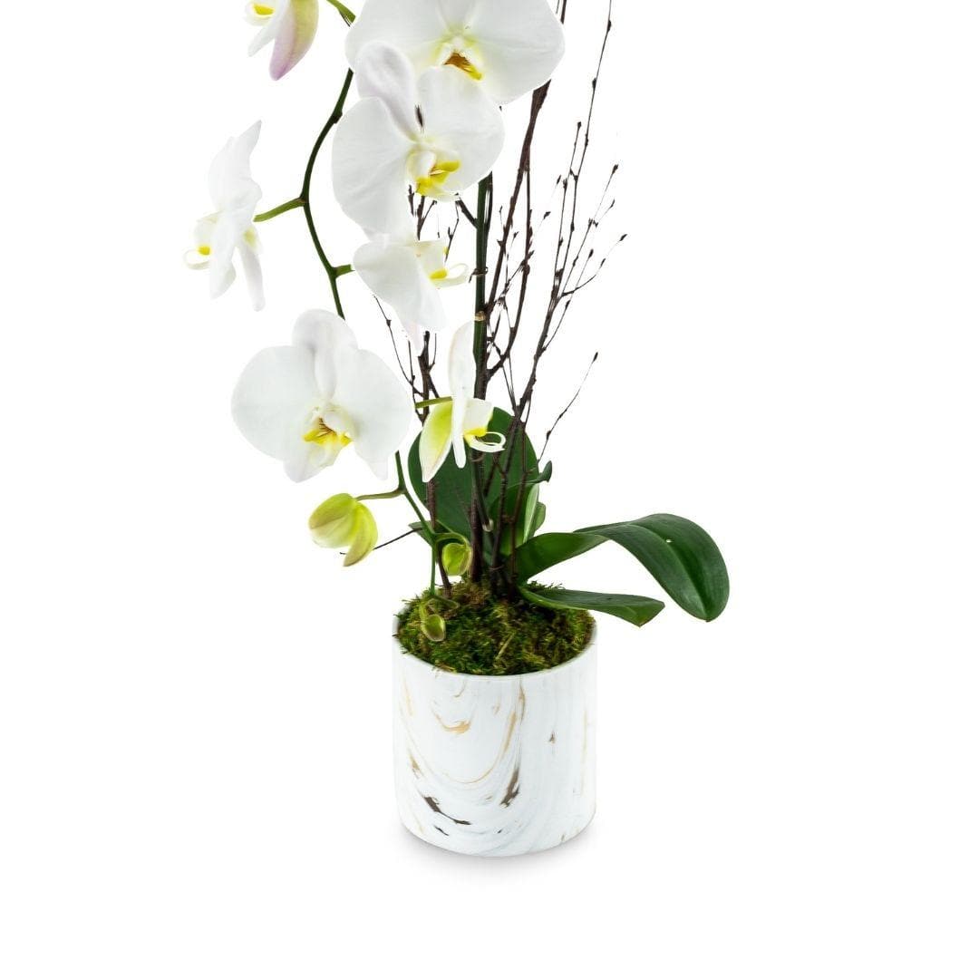 Orchid + Marble Planting - Green Fresh Florals + Plants