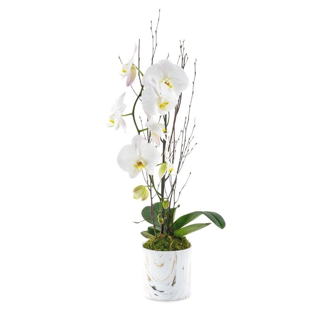 Orchid + Marble Planting - Green Fresh Florals + Plants