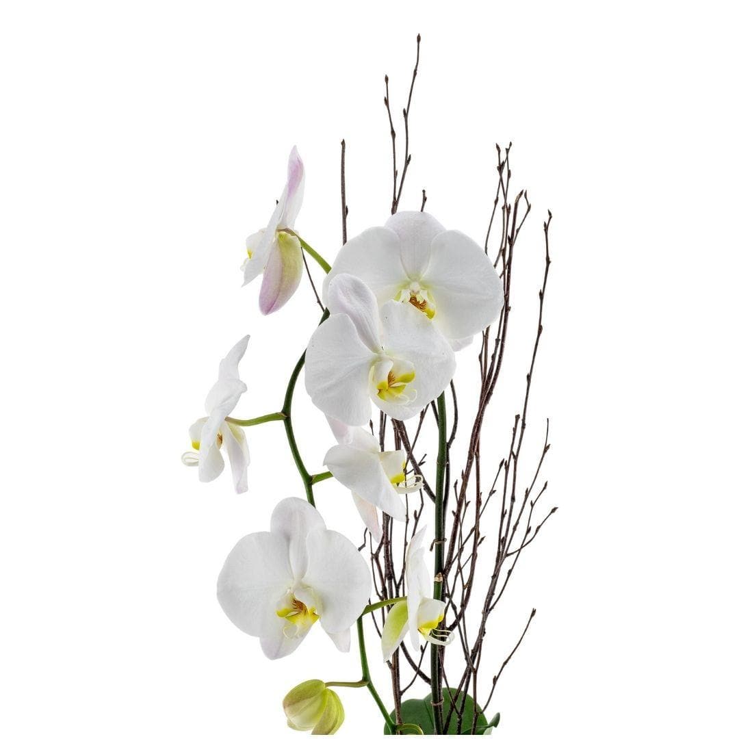 Orchid + Marble Planting - Green Fresh Florals + Plants