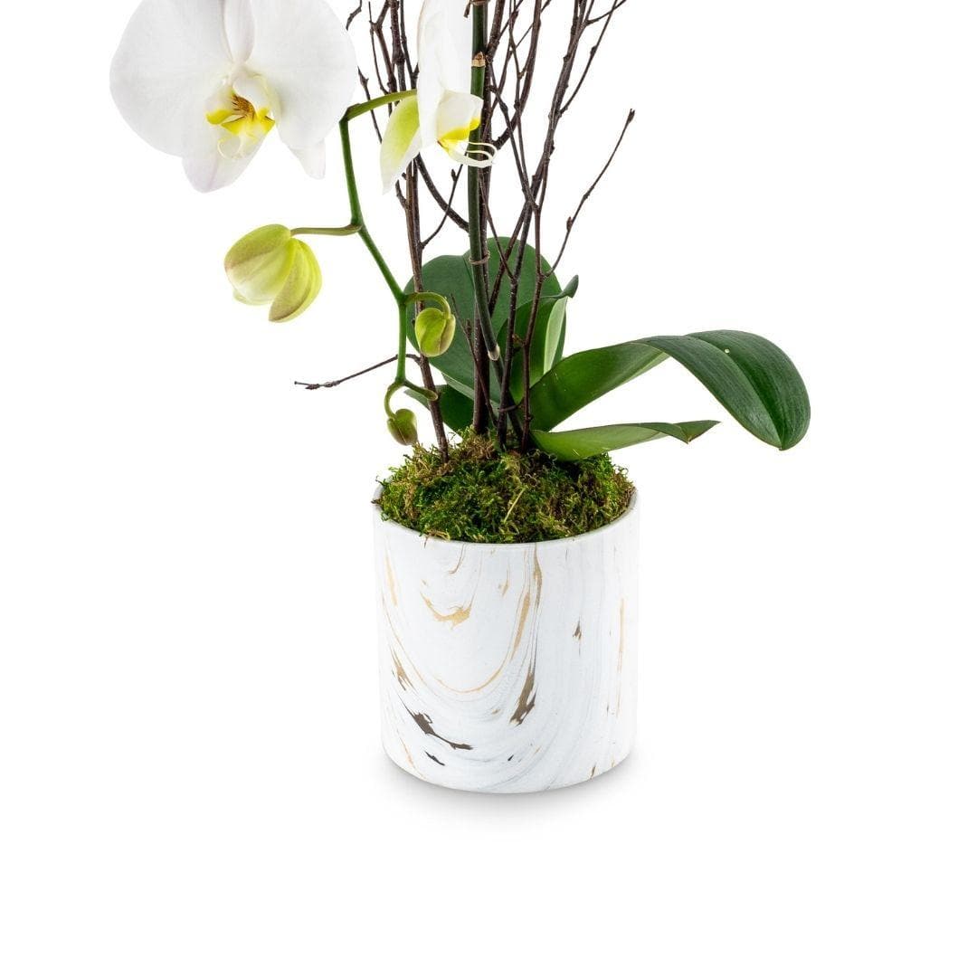 Orchid + Marble Planting - Green Fresh Florals + Plants