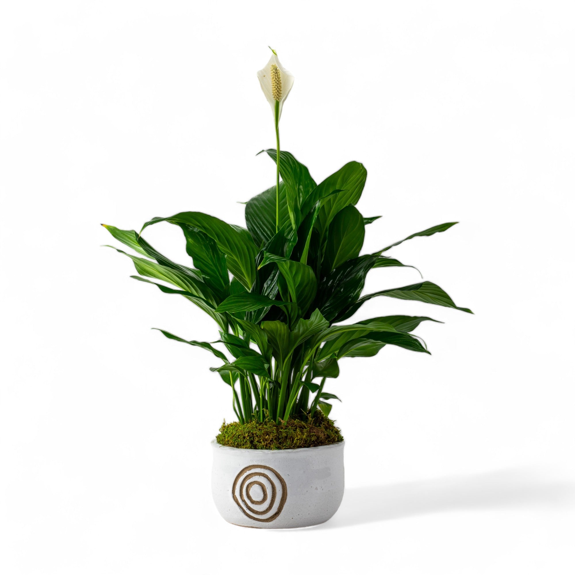 Peace Lily Planting - Green Fresh Florals + Plants